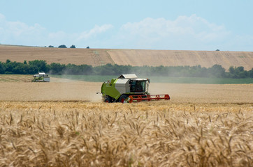 Combine harvesting wheat. Harvest.