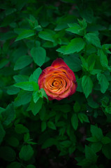 Lone Rose. Одинокая роза. Контрасты.