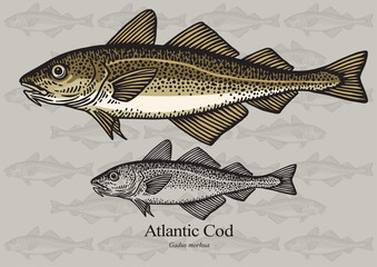 Cod fish (Atlantic cod). Vector illustration for artwork in small sizes. Suitable for graphic and packaging design, education examples and web.