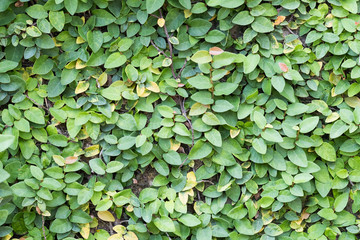 Green creeper plant leaves texture.