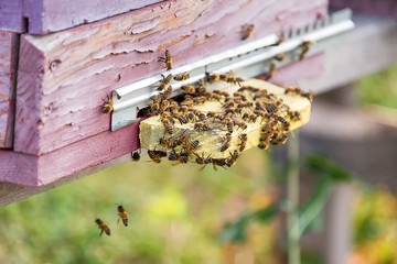 Honey bees swarming and flying around their beehive.