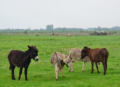 Donkeys in the rural farm, Serbia, Zasavica
