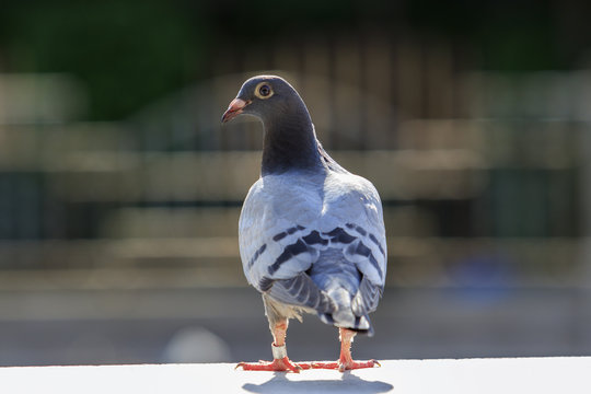 close up full body of young speed racing pigeon bird perching on