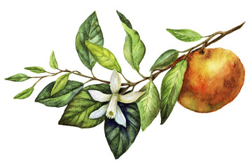 Sunny Mandarin Watercolor