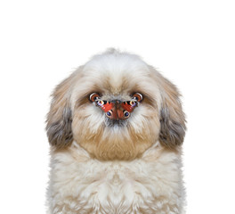 Dog looks at butterfly at his nose