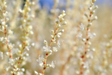 stems with white flowers,