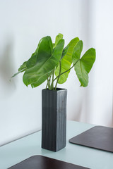 close up green leaf bush in white ceramic vase, Black vase of water with green leaves. Still-life with a black vase and green leaf