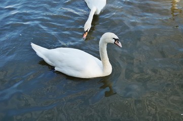 White swans on a lake