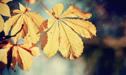 Yellow leaves of chestnut