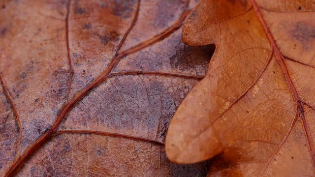 Buchen- und Eichenblatt im Laubwald, Fagus, Quercus
