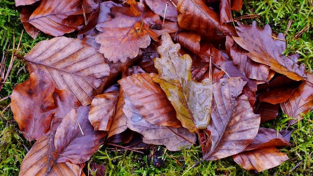 Herbstbl&auml;tter im Laubwald