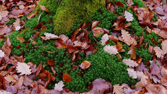 Herbstbl&auml;tter im Laubwald