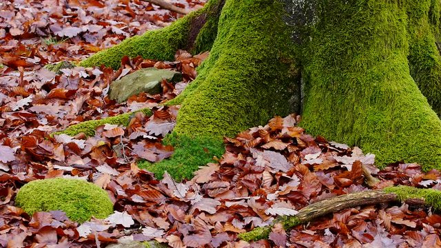 Herbstbl&auml;tter im Laubwald