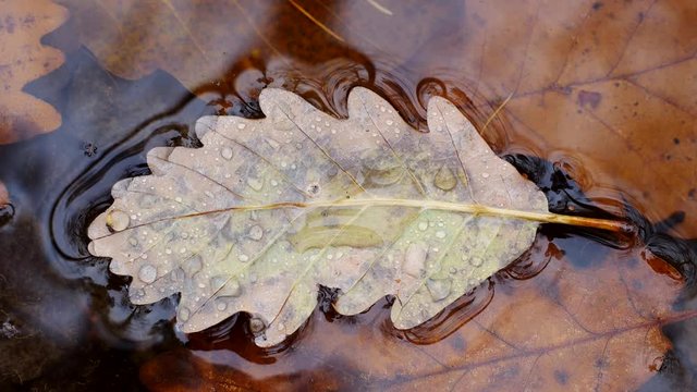 Raindrops on leaf floating in puddle