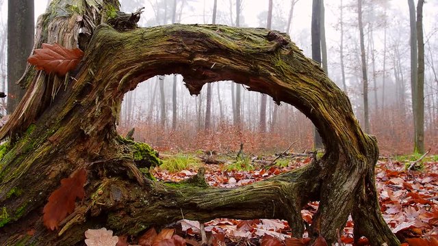 Totholz im Wald