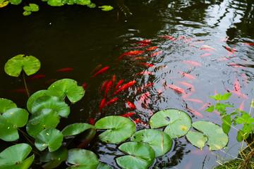 water lilies and koi fish