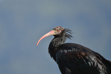 ibis eremita che osserva