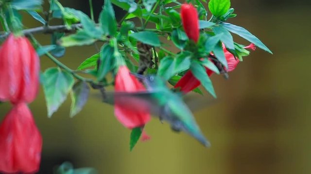 Hummingbird feeding at red flowers, peru