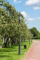 apple trees in Kolomenskoye park