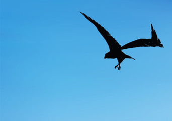 eagle silhouette