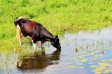 Przy Wodopoju  © Wojciech Lisiński