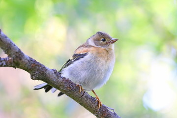 Fringilla montifringilla. A young bird in the North of Siberia