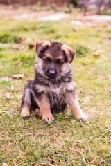 German shepherd puppy