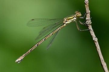 Lestes virens, femmina