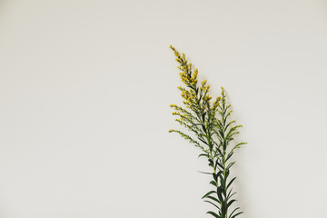 Golden rod flowers, on white wall with copy space, vintage tone