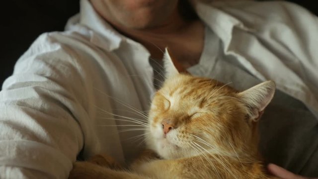 A man gently pets an orange cat while holding it in his arms in slowmo
