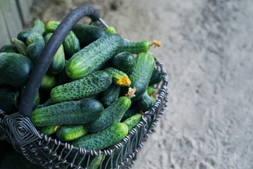 Fresh cucumbers in a old basket. Harvest cucumbers