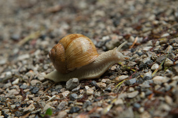 grapevine snail