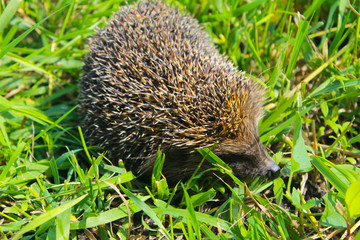 Hedgehog on green grass