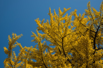 Fototapeta premium yellow tree against blue sky background