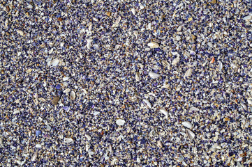 Colorful clam shells background
