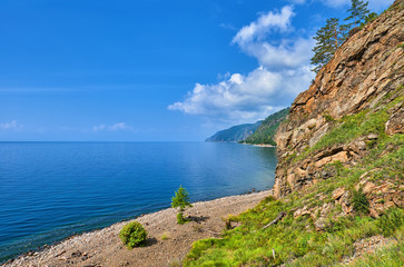Fototapeta premium Little larch growing on pebble beach. Lake Baikal