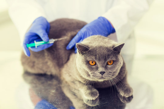 Close Up Of Vet Making Vaccine To Cat At Clinic