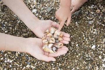 貝殻で遊ぶ親子