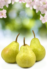 Isolated image of pears on a green background