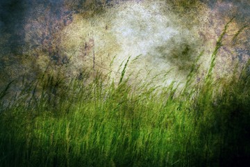 Grass on grunge background