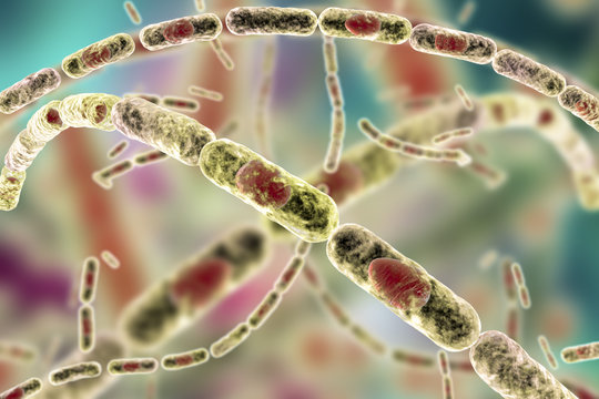 Bacillus anthracis, gram-positive spore forming bacteria which cause anthrax and are used as biological weapon, 3D illustration