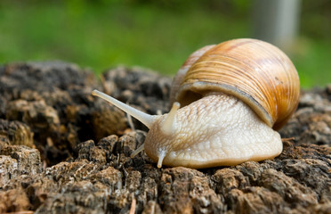 image of snails closeup