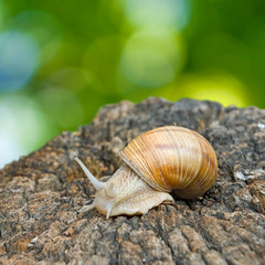 image of snails closeup