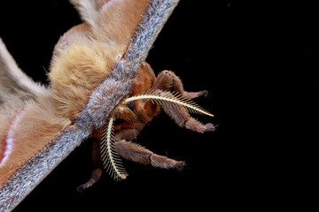 A extreme closeup shot of a Polyphemus Moth - Antheraea polyphemus