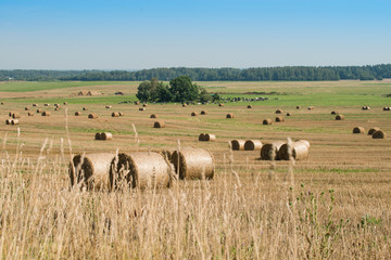 Fototapeta na wymiar straw bales on a field / summer harvesting/ farmers