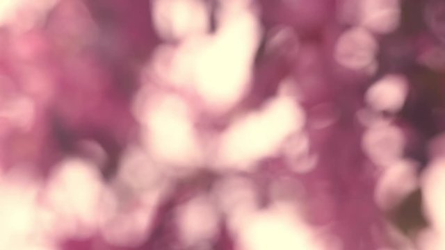 Romantic natural defocused background in soft pink colors. Tender vintage texture in springtime. Wonderful template for your design. Full HD footage 1920x1080.
