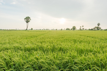 Landscape with paddy field cultivated in Kanchanaburi province, Thailand