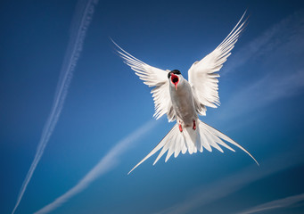arctic tern flying in the sky - looking like an angel