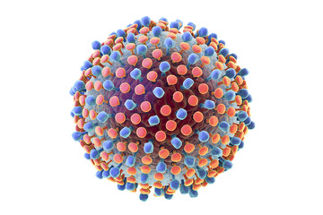 Hepatitis C virus model, 3D illustration. A virus consists of a protein coat (capsid) surrounding RNA and outer lipoprotein envelope with two types of glycoprotein spikes, E1 and E2