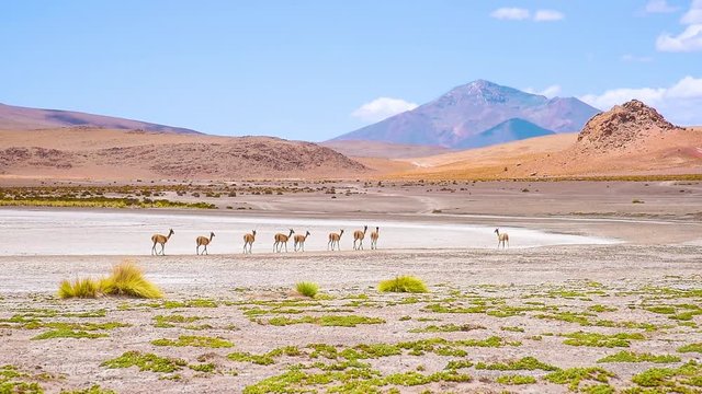 alpaca in nature, bolivia